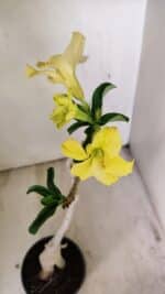 Planta Simples 3231 – 35cm – 03 anos - Imagem 4