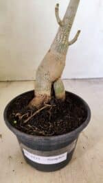 Planta Simples 3231 – 35cm – 03 anos - Imagem 6