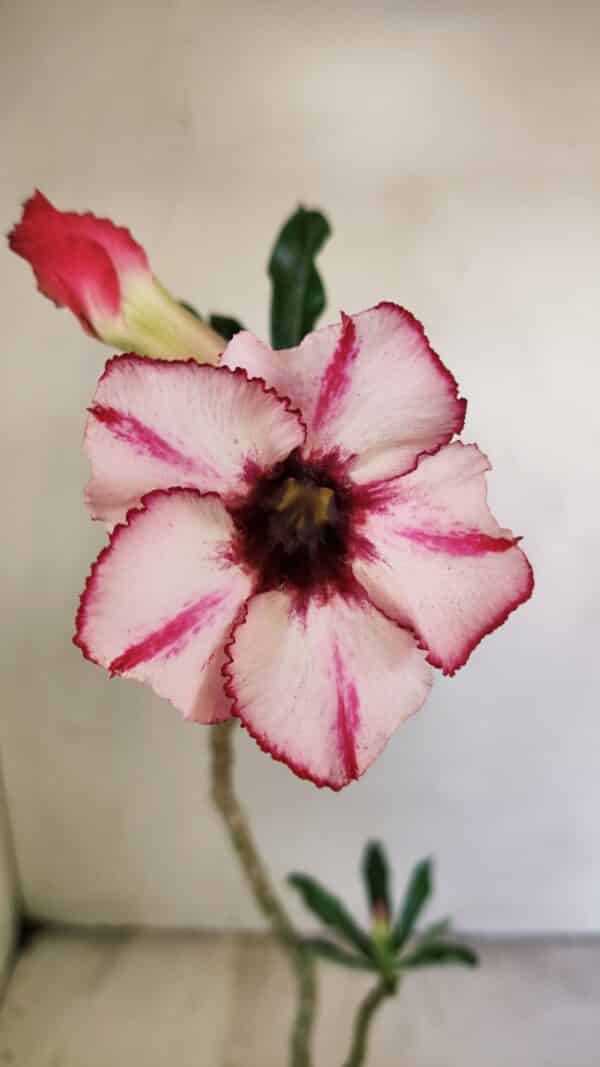 Planta Simples 3232 – 30cm – 02 anos - Imagem 1
