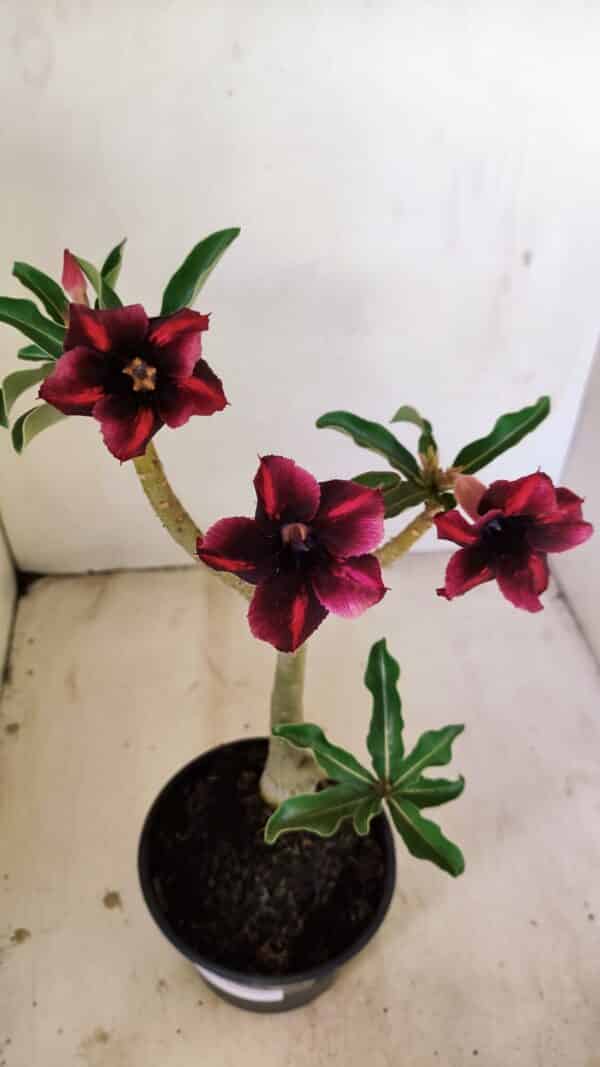 Planta Simples 3233 – 35cm – 03 anos - Imagem 1