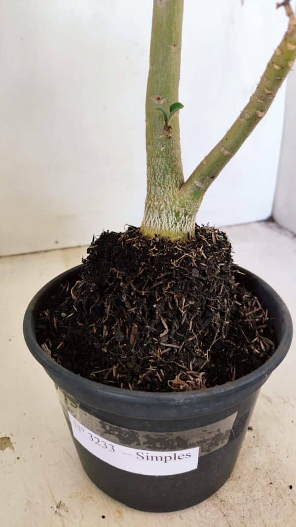 Planta Simples 3233 – 35cm – 03 anos - Imagem 7