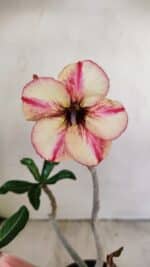 Planta Simples 3234 – 30cm – 02 anos