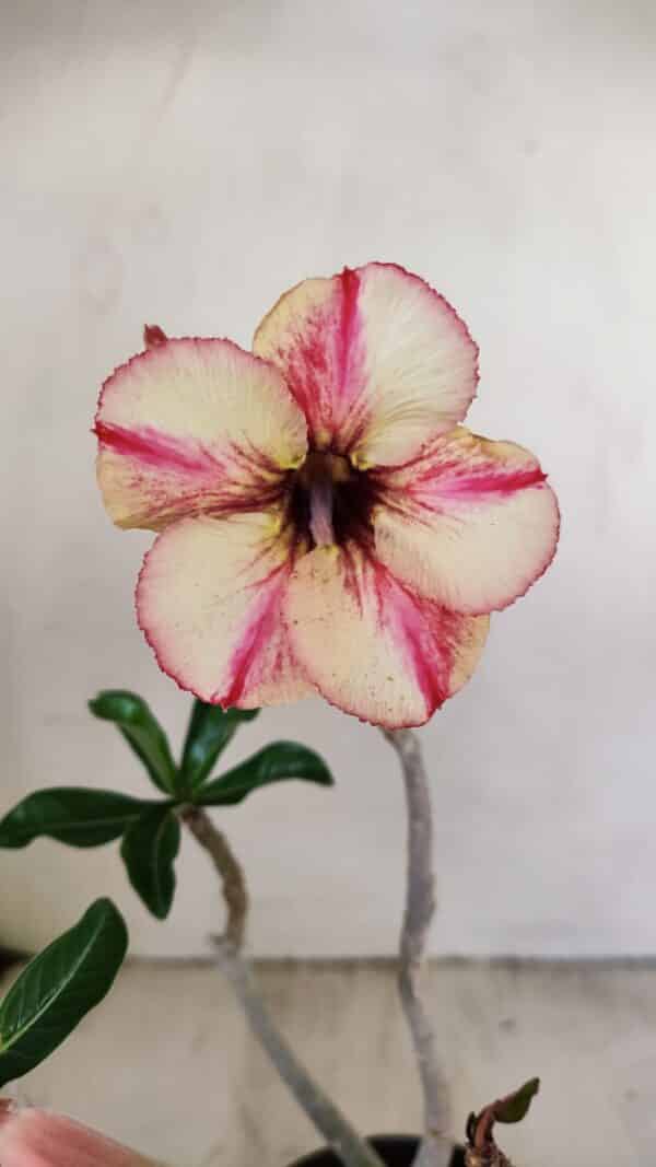 Planta Simples 3234 – 30cm – 02 anos - Imagem 1