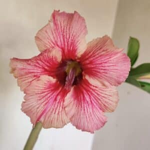 Planta Simples 3235 – 35cm – 03 anos