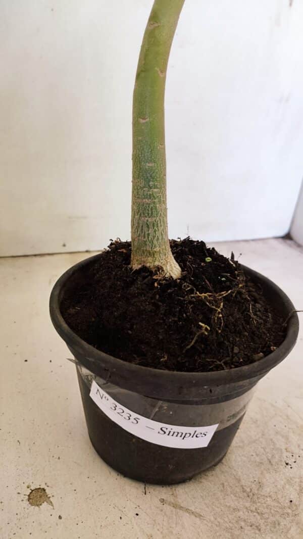 Planta Simples 3235 – 35cm – 03 anos - Imagem 6