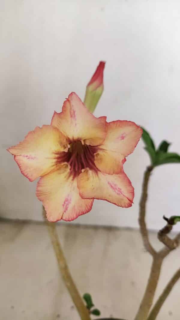 Planta Simples 3236 – 30cm – 02 anos - Imagem 1