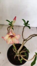 Planta Simples 3236 – 30cm – 02 anos - Imagem 4