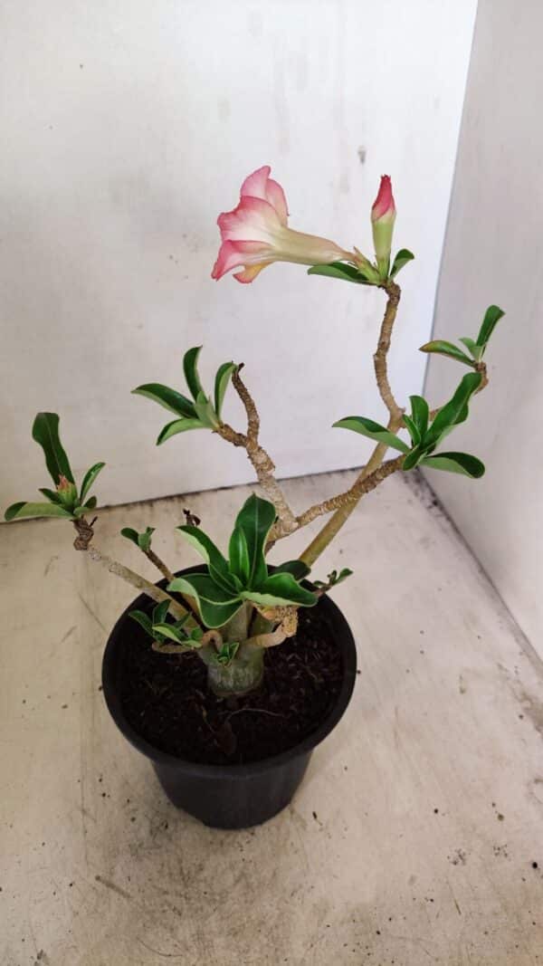 Planta Simples 3236 – 30cm – 02 anos - Imagem 5