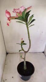 Planta Simples 3237 – 30cm – 02 anos - Imagem 7