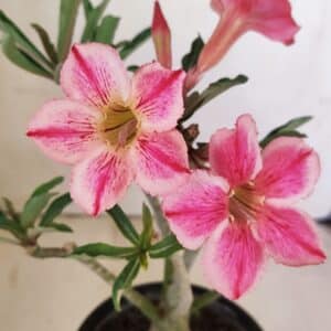 Planta Simples 3238 – 30cm – 02 anos