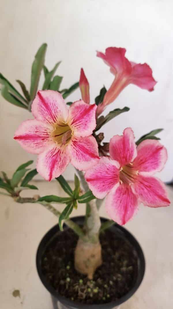 Planta Simples 3238 – 30cm – 02 anos - Imagem 1