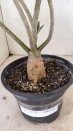 Planta Simples 3238 – 30cm – 02 anos - Imagem 6
