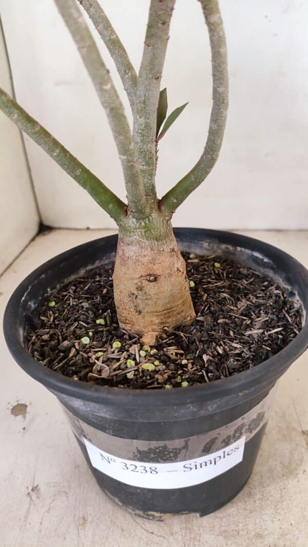 Planta Simples 3238 – 30cm – 02 anos - Imagem 6