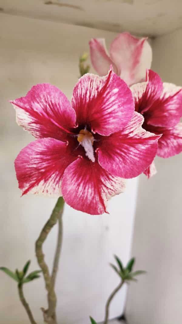 Planta Simples 3240 – 40cm – 03 anos - Imagem 4