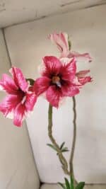 Planta Simples 3240 – 40cm – 03 anos