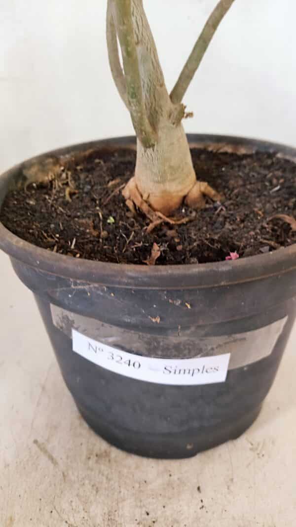 Planta Simples 3240 – 40cm – 03 anos - Imagem 8
