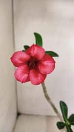 Planta Simples 3241 – 30cm – 02 anos