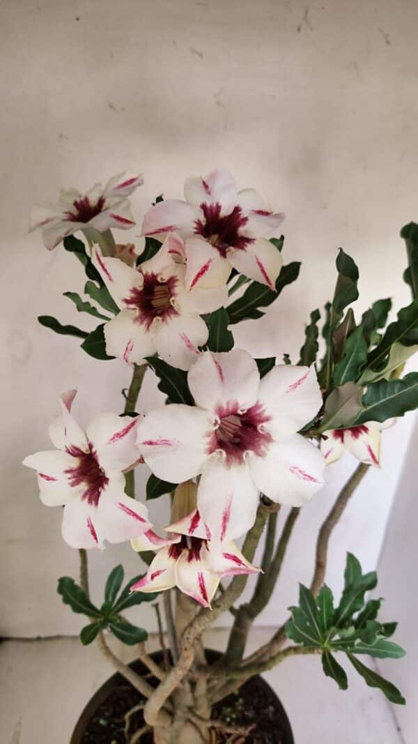 Planta Simples 3242 – 50cm – 04 anos - Imagem 1