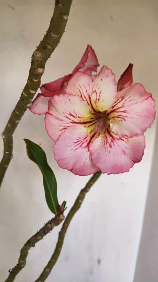 Planta Simples 3243 – 35cm – 03 anos - Imagem 1