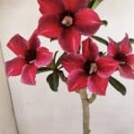 Planta Simples 3244 – 35cm – 03 anos