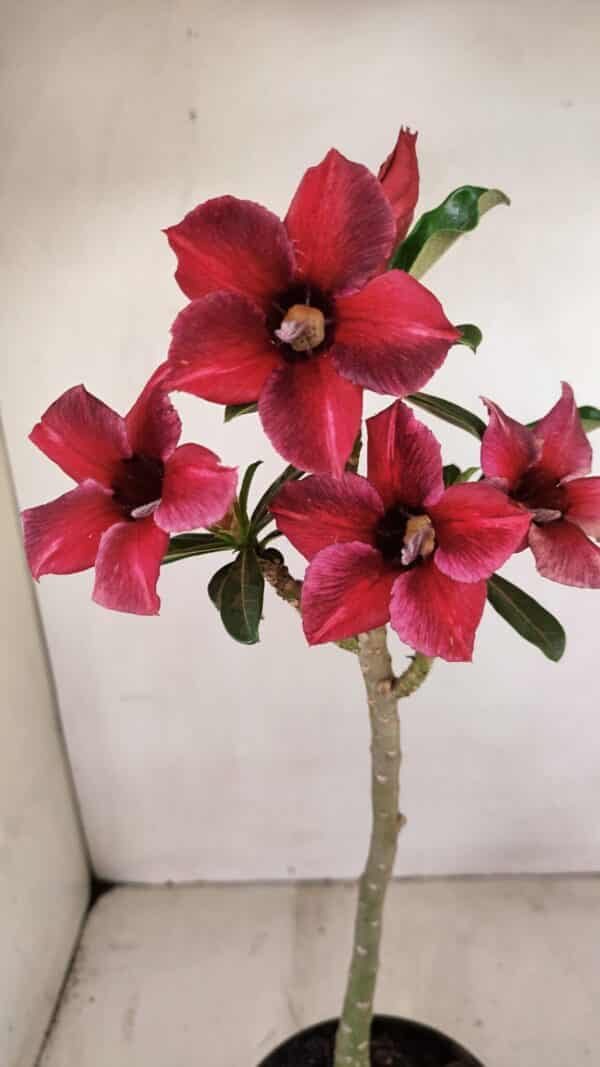 Planta Simples 3244 – 35cm – 03 anos - Imagem 1