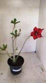 Planta Simples 3245 – 35cm – 03 anos - Imagem 2