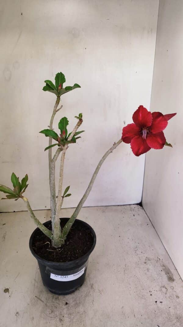 Planta Simples 3245 – 35cm – 03 anos - Imagem 2