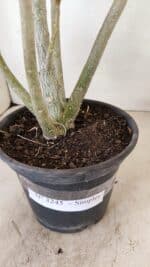 Planta Simples 3245 – 35cm – 03 anos - Imagem 7
