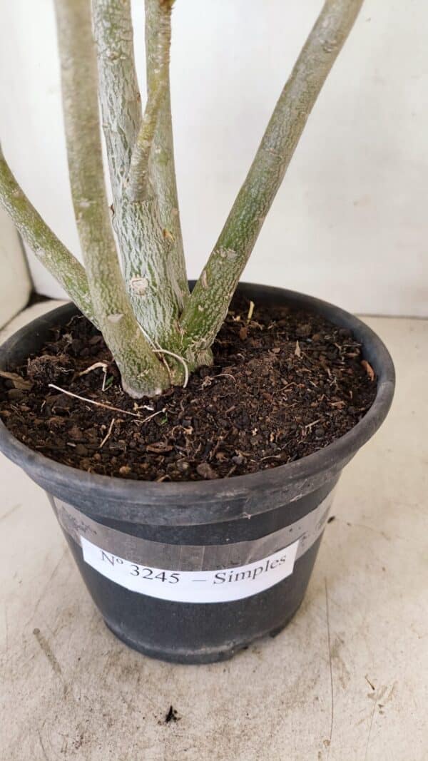 Planta Simples 3245 – 35cm – 03 anos - Imagem 7
