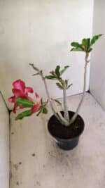 Planta Simples 3245 – 35cm – 03 anos - Imagem 6