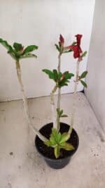 Planta Simples 3245 – 35cm – 03 anos - Imagem 5