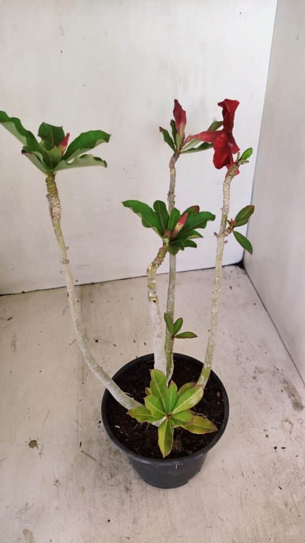 Planta Simples 3245 – 35cm – 03 anos - Imagem 5