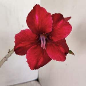 Planta Simples 3245 – 35cm – 03 anos