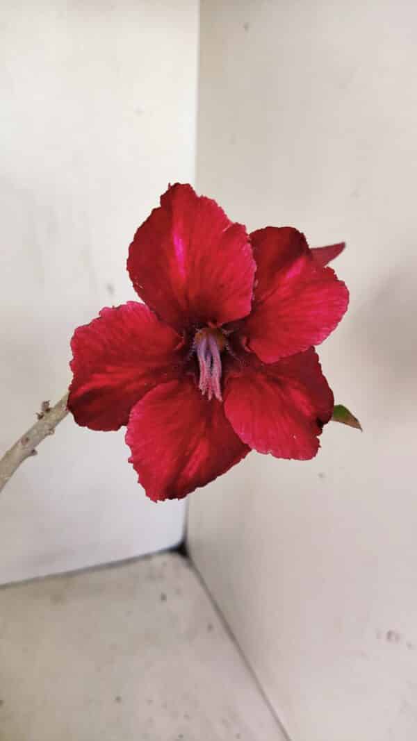 Planta Simples 3245 – 35cm – 03 anos - Imagem 1