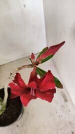 Planta Simples 3245 – 35cm – 03 anos - Imagem 4