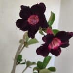 Planta Simples 3246 – 35cm – 03 anos