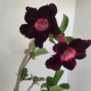 Planta Simples 3246 – 35cm – 03 anos