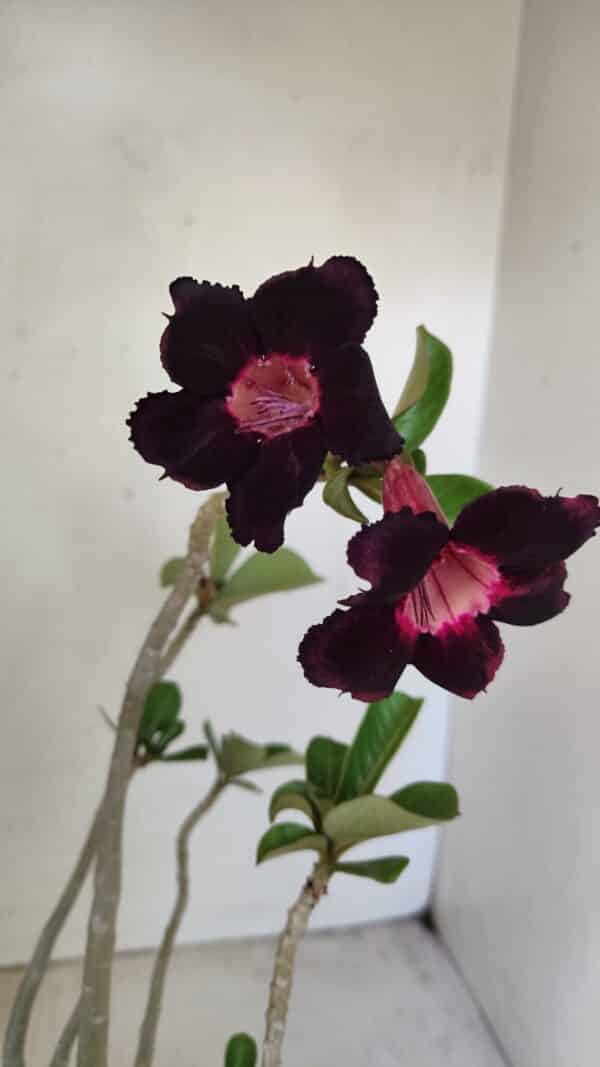 Planta Simples 3246 – 35cm – 03 anos - Imagem 1