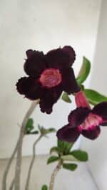 Planta Simples 3246 – 35cm – 03 anos - Imagem 3