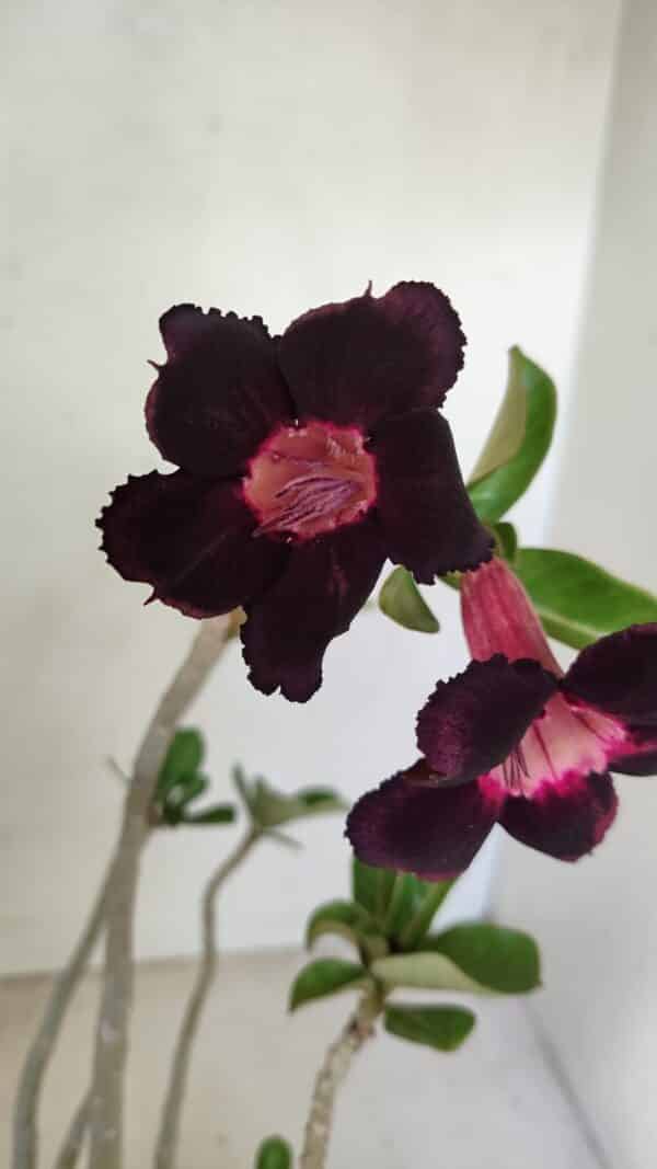 Planta Simples 3246 – 35cm – 03 anos - Imagem 3