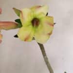 Planta Simples 3247 – 35cm – 03 anos