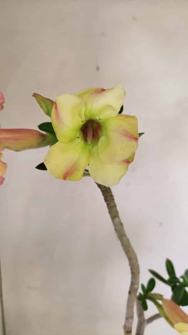 Planta Simples 3247 – 35cm – 03 anos - Imagem 1