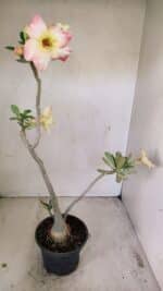 Planta Simples 3247 – 35cm – 03 anos - Imagem 6