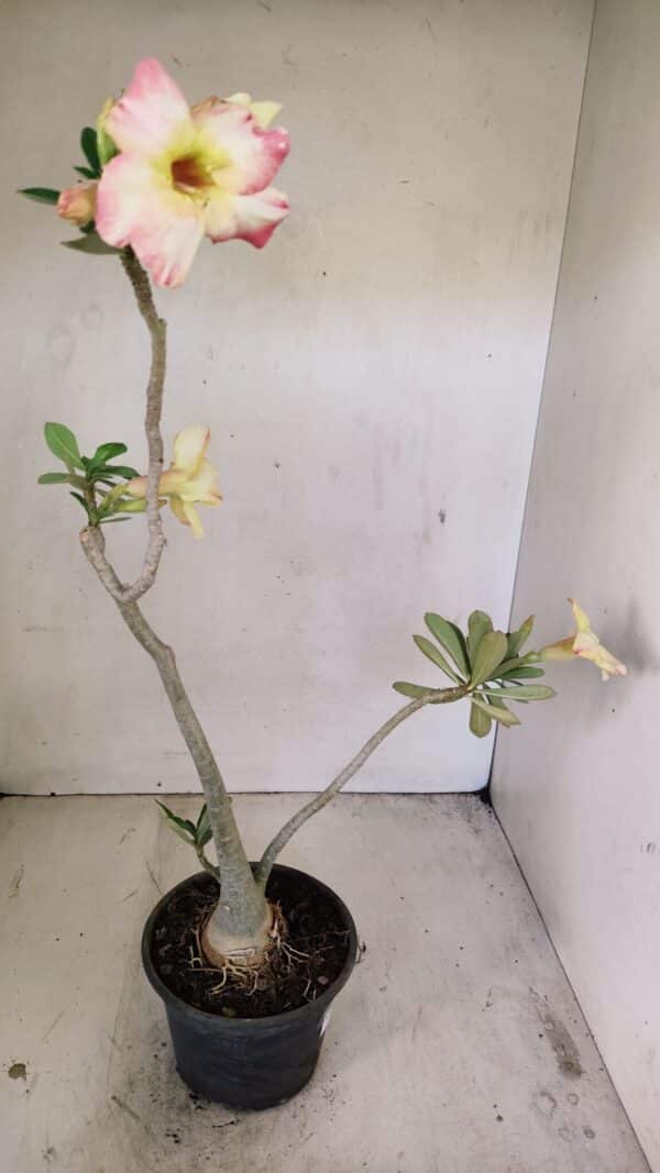 Planta Simples 3247 – 35cm – 03 anos - Imagem 6