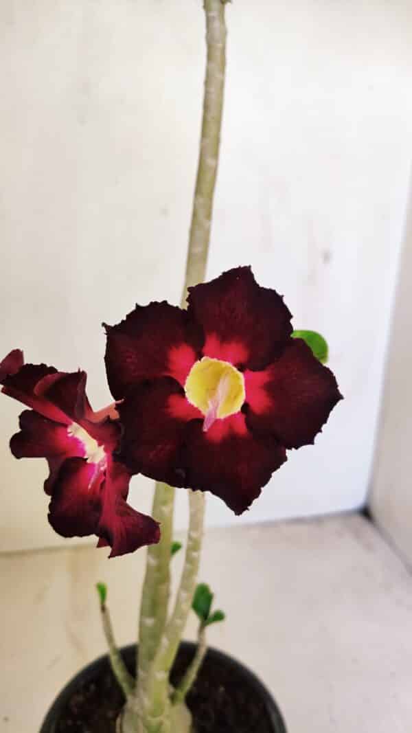 Planta Simples 3248 – 35cm – 03 anos - Imagem 1