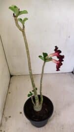 Planta Simples 3248 – 35cm – 03 anos - Imagem 5