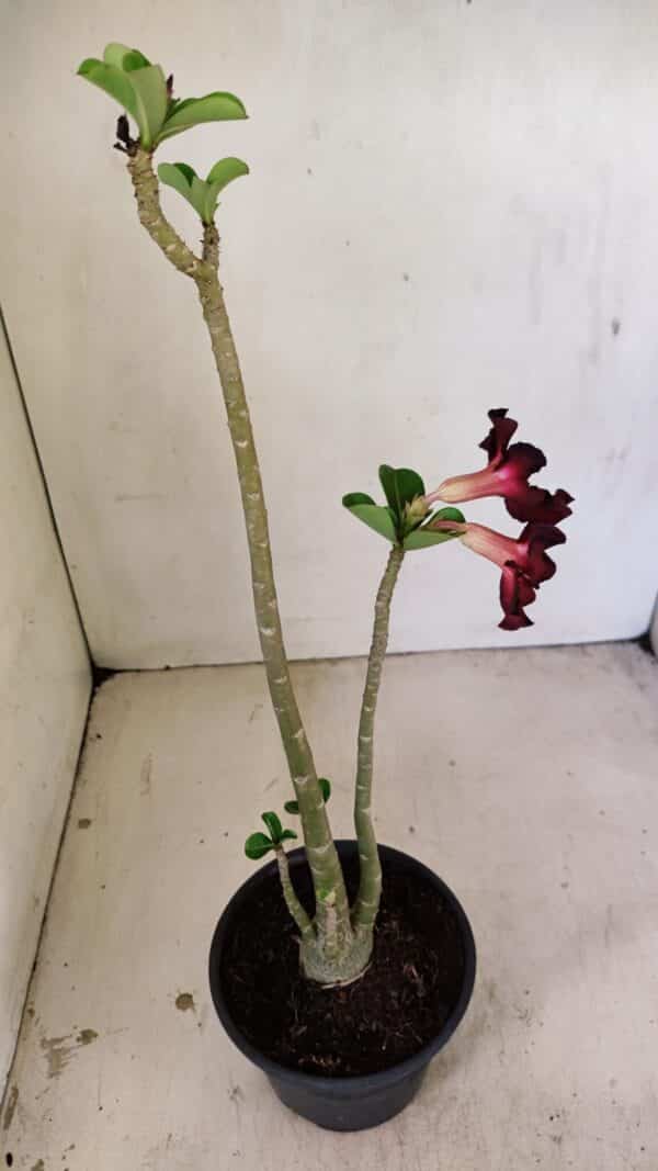 Planta Simples 3248 – 35cm – 03 anos - Imagem 5