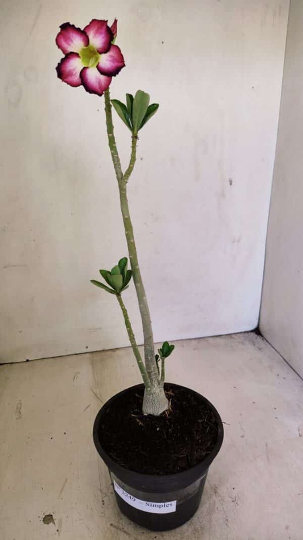 Planta Simples 3249 – 30cm – 02 anos - Imagem 2