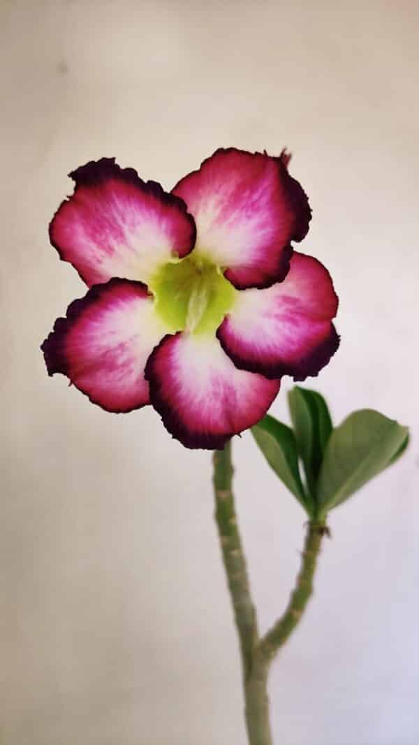 Planta Simples 3249 – 30cm – 02 anos - Imagem 1