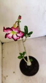 Planta Simples 3249 – 30cm – 02 anos - Imagem 4
